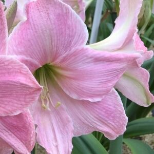 Sweet Star Amaryllis SEEDS 6 seeds in total